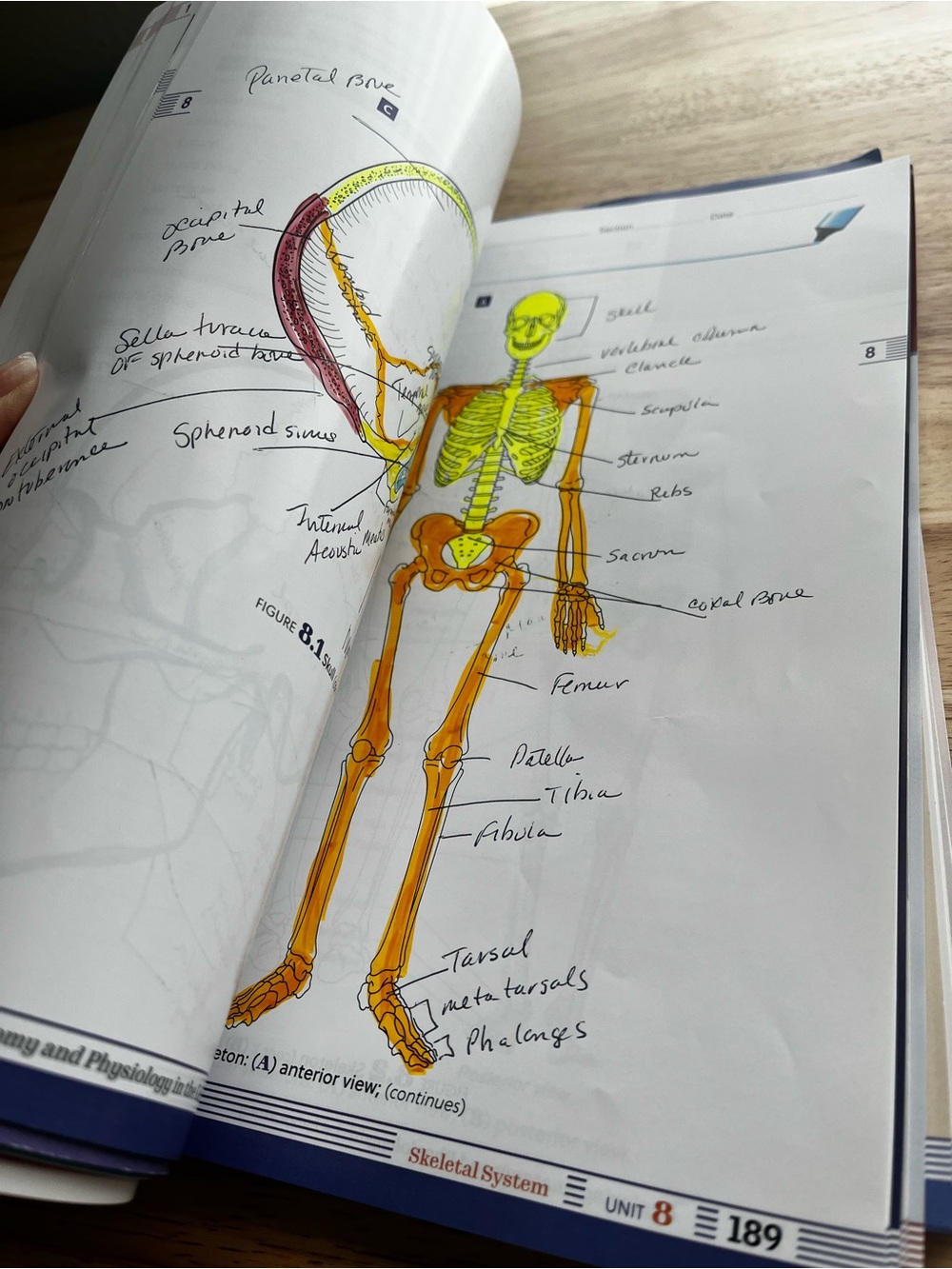 Exploring Anatomy and Physiology Amerman 4th Chapteres 9-15 Only - Picture 5 of 5